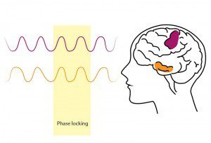 Phase locking occurs when different parts of the brain are active simultaneouly. The brain patterns are synchronised at the same time and frequency. 