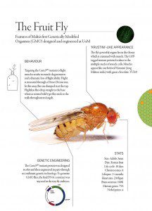 Fly infographic