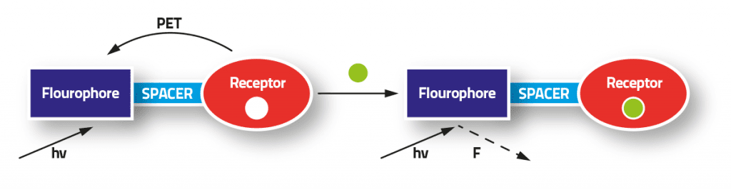 The molecule’s structure, based on the Fluorophore-Spacer-Receptor model (shown as a scheme), allowed for a bright blue fluorescence when exposed to Ultraviolet light