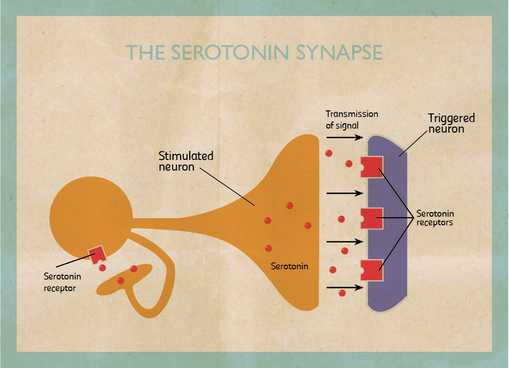 Serotonin synapse