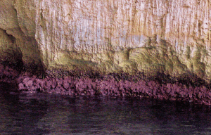 Zonation of biota (lifeforms) on a vertical rock face (Il-Ponta tal-Wardija, Gozo). Photo by PJ Schembri