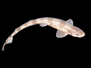The small-spotted catshark, Scyliorhinus canicula, as an adult. Photo by Hans Hillewaert
