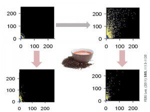 Figures shows effect of black tea extract on formation of amyloid aggregates that can lead to Alzheimer’s and Parkinson’s disease. Protein aggregates are shown as yellow dots in top-right figure. In the presence of black tea, very few aggregates are formed (lower-left). Moreover, addition of black tea to pre-formed aggregates results in their destabilisation and disaggregation (lower-right).   