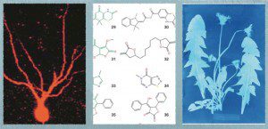 Our research project: neurons (left), polyphenols (centre) and extracts (right).