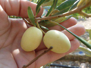 Bajda-fruit4-Recovered