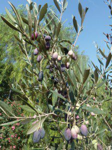 Bidni-fruit-+-leaves