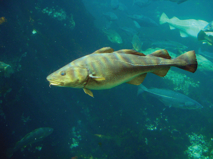 Big Fish - Wikipedia
