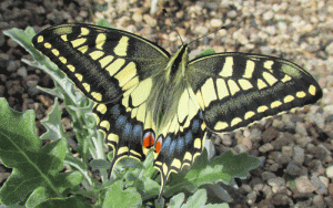 Emerged-Swallowtail