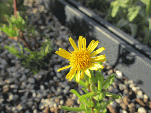 Golden-semphire-(Inula-critmoides)-flower