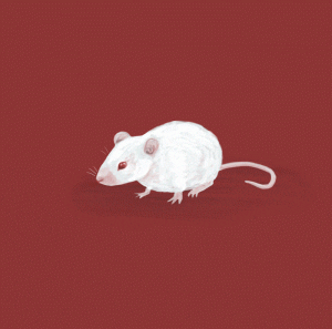 mouse