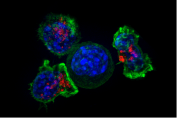 Killer T cells surround a cancer cell. By NIH Image Gallery