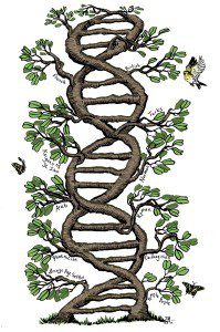 genetic-tree