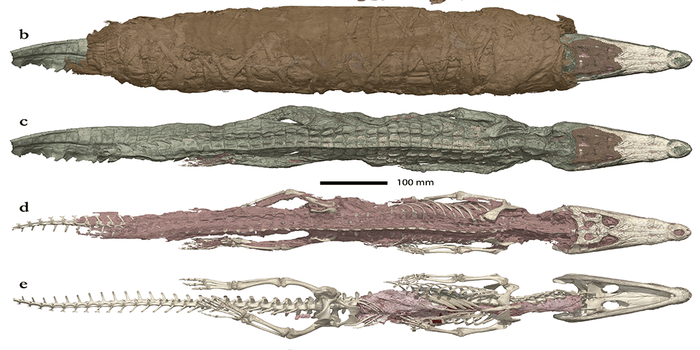 Crocodile mummy