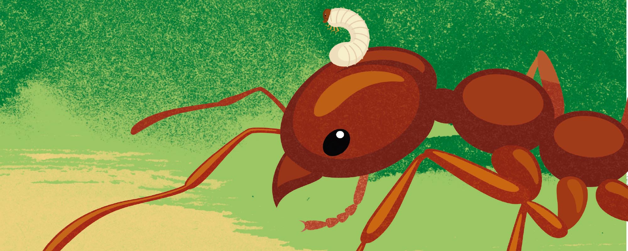 Ant parasite