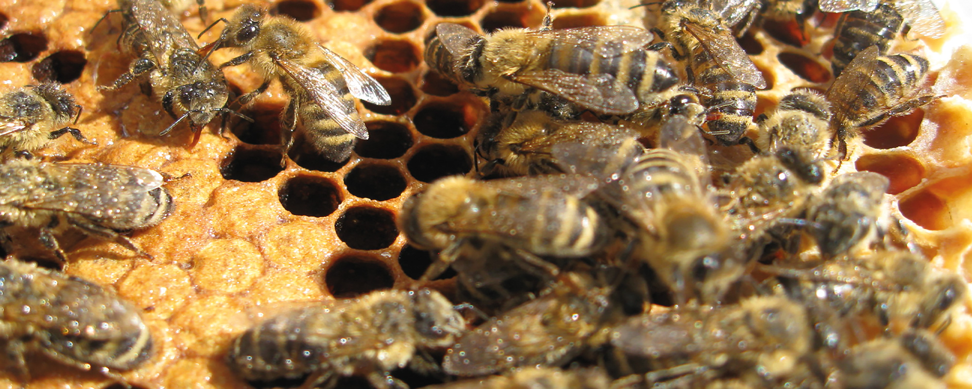 Dr Daniele Alberoni's bees