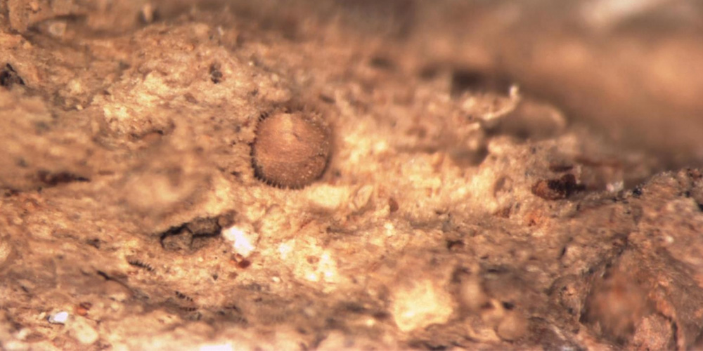Globigerina foraminifer under the microscope