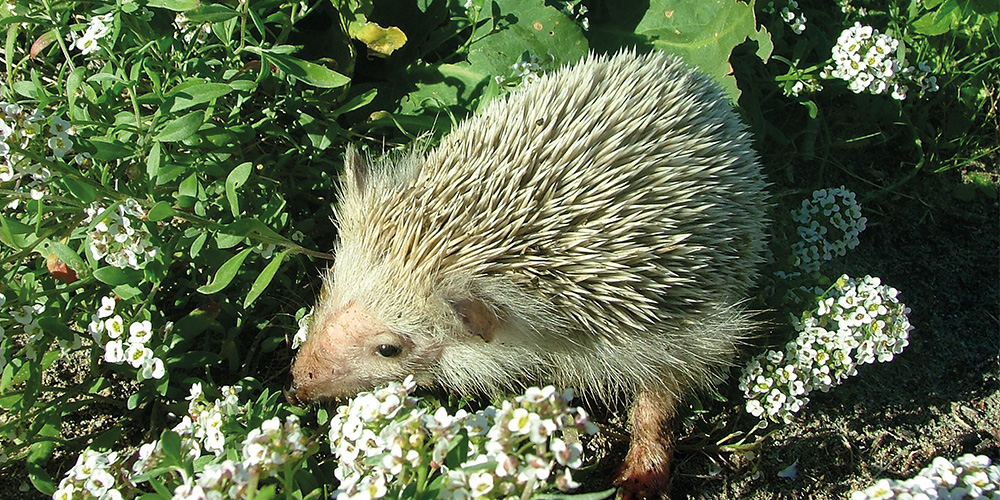 Hedgehog