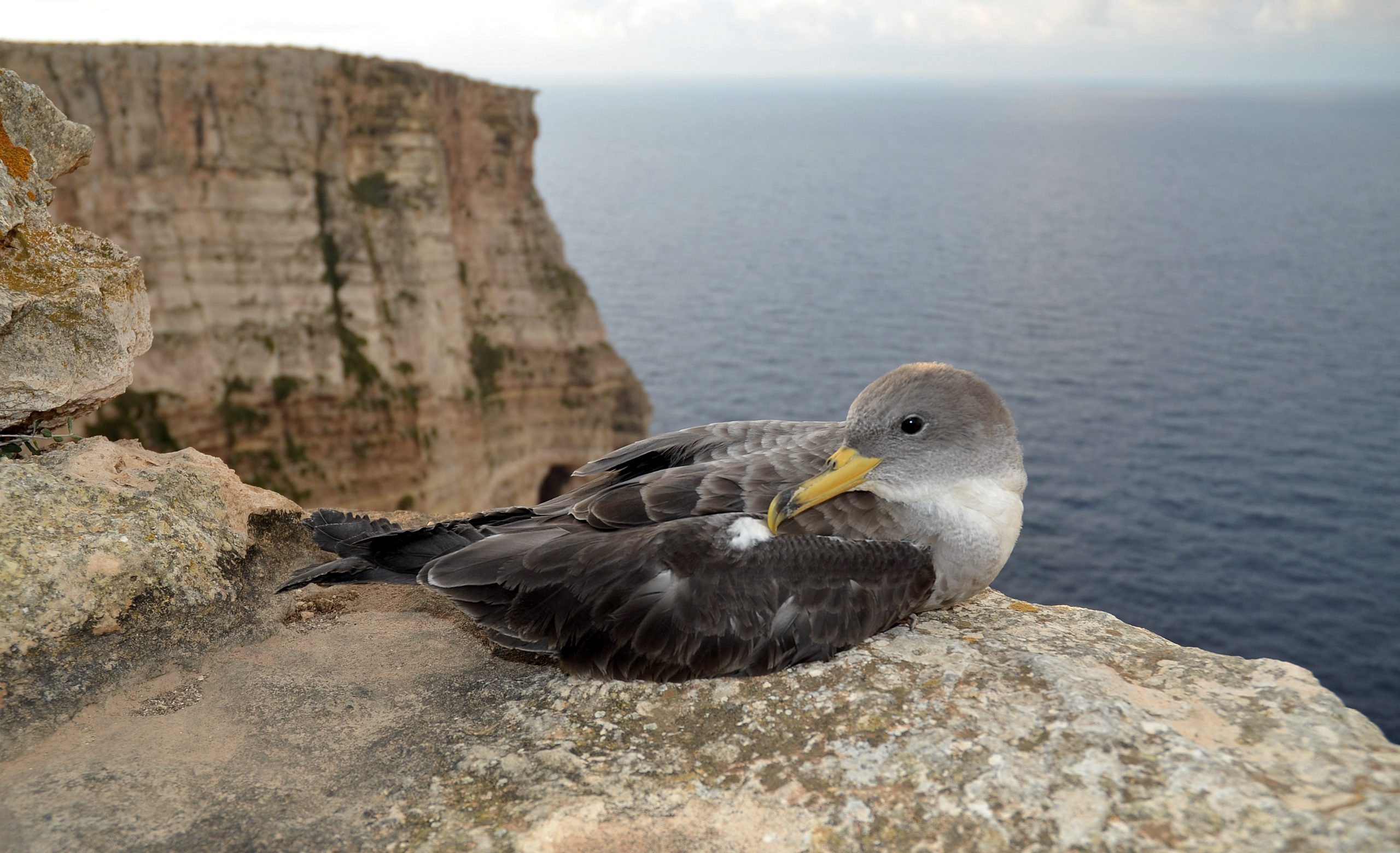 Scopolis Shearwater